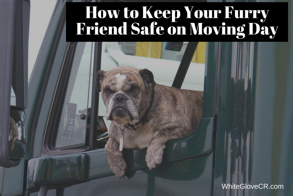 How to Keep Your Furry Friend Safe on Moving Day