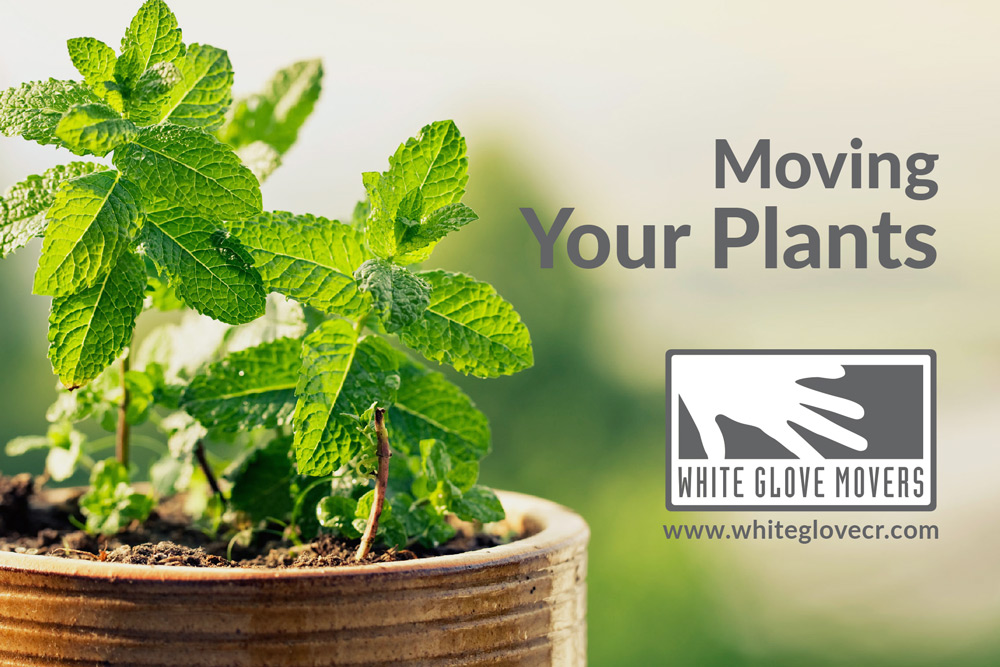 Moving Your Plants?