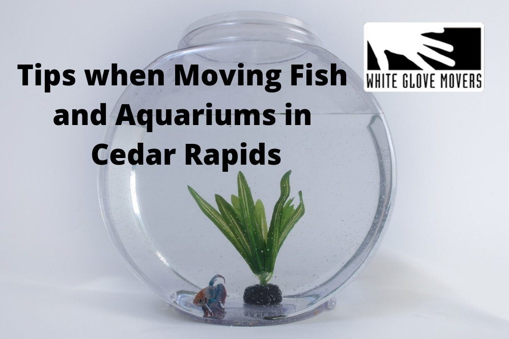 Tips when Moving Fish and Aquariums in Cedar Rapids